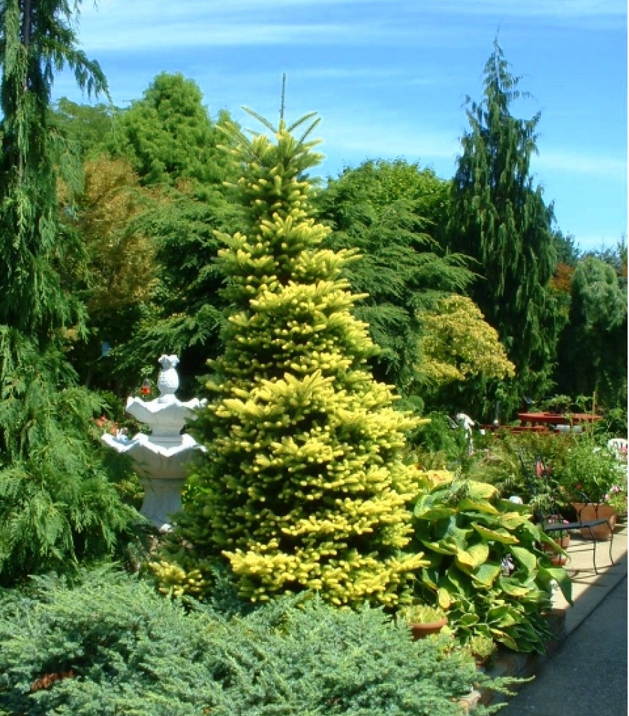 Пихта корейская Аурея Abies koreana Aurea | Питомник Тайга