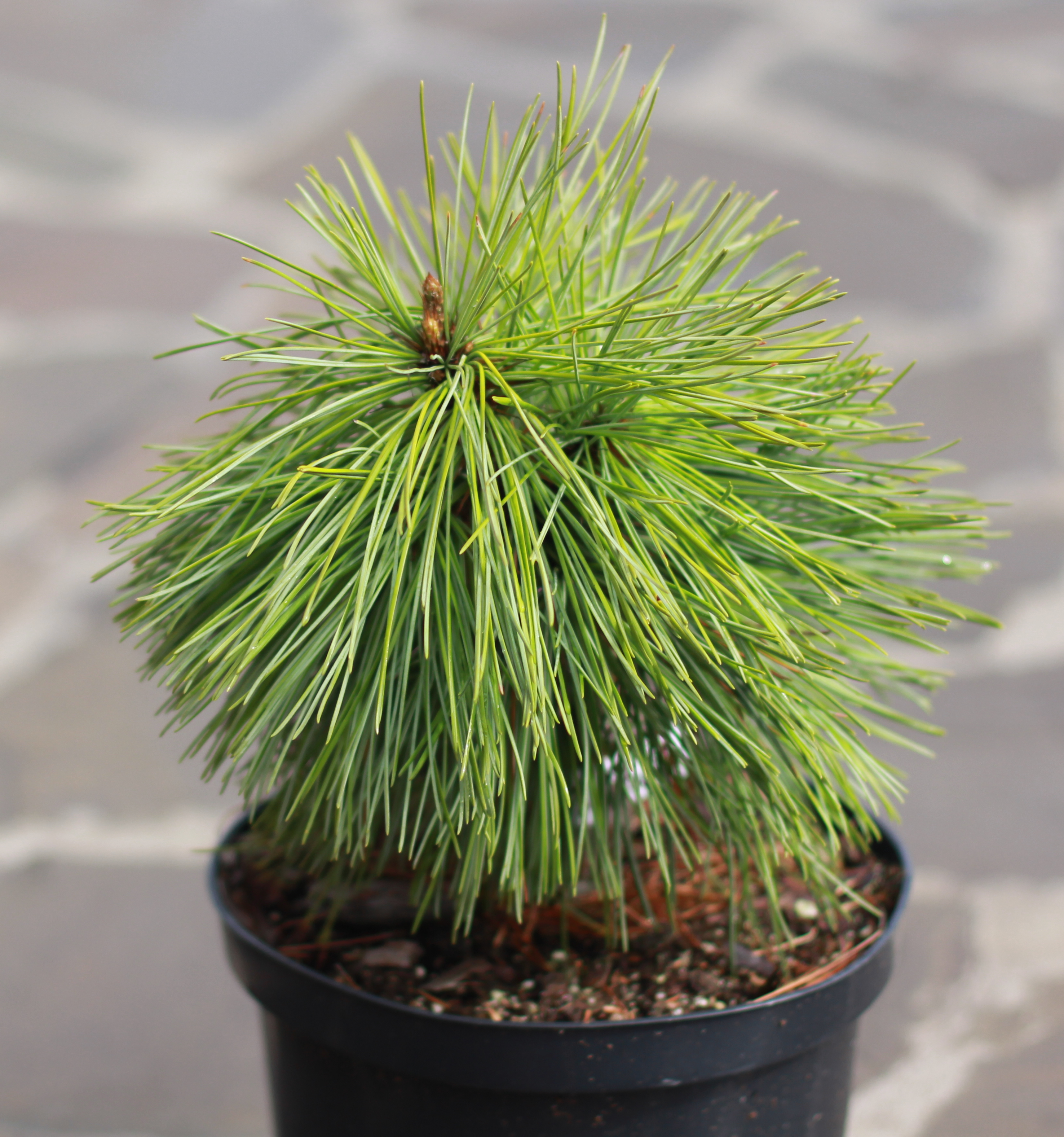 Сосна Кедровая корейская Шибамичи Pinus koraiensis Shibamichi