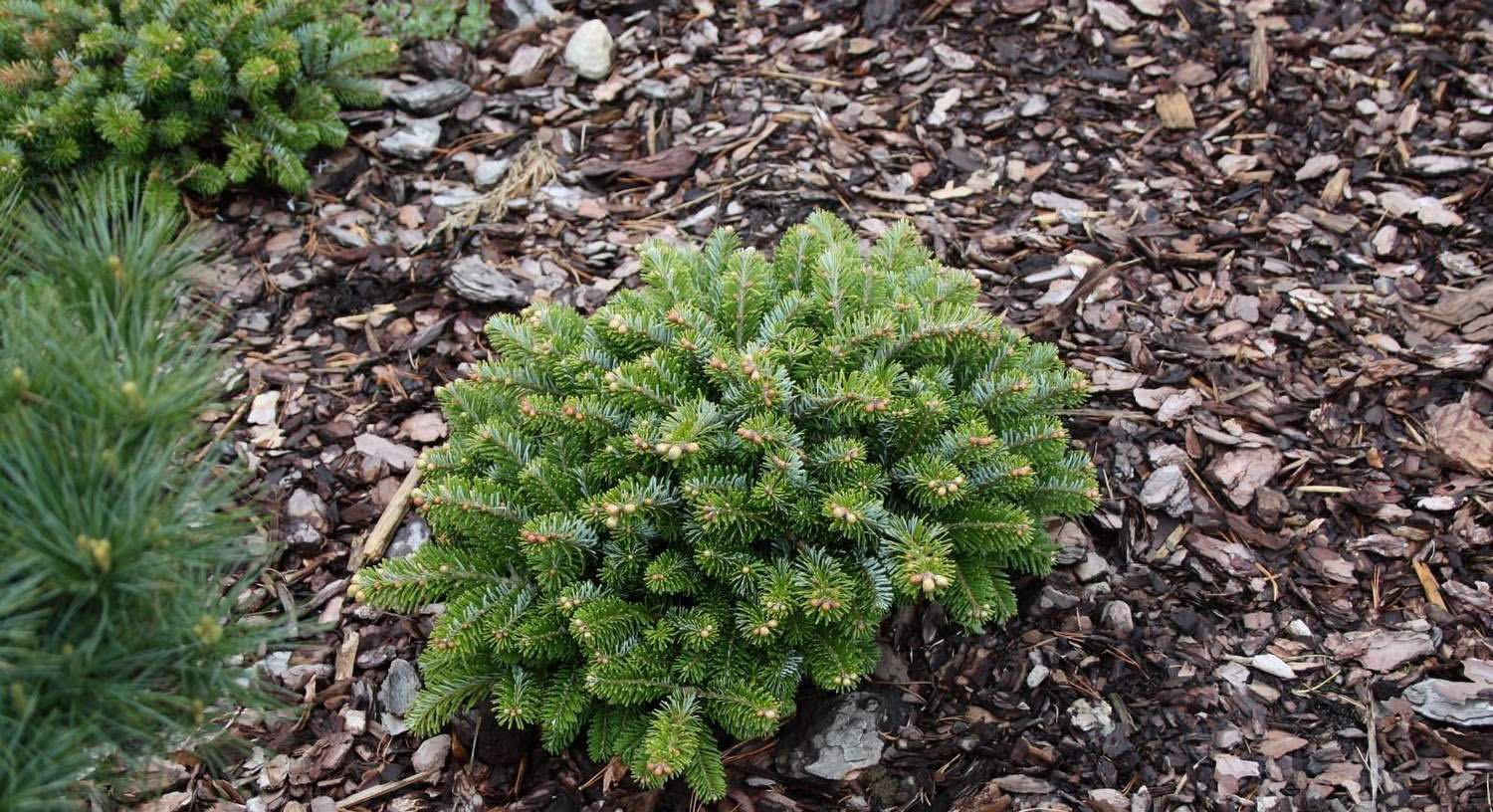 Picea Abies Gold Nugget