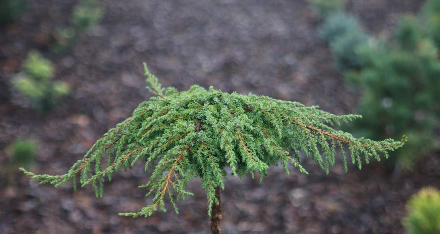 Можжевельник обыкновенный Green Carpet