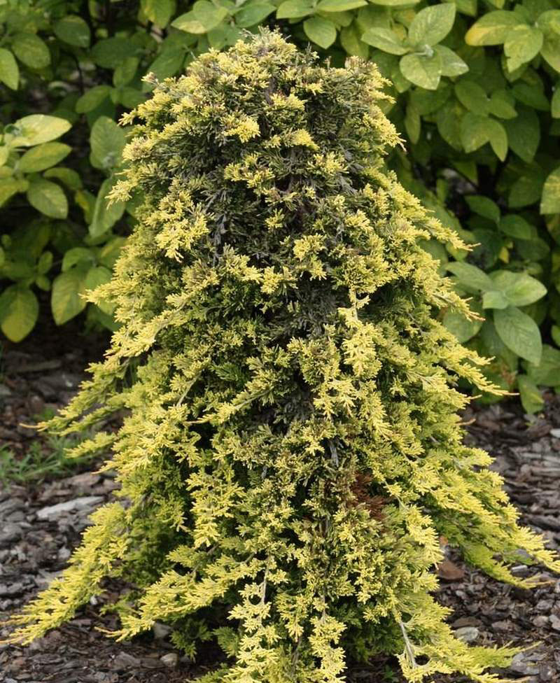 Можжевельник голден карпет. Можжевельник Голден ка. Juniperus horizontalis Golden Carpet. Можжевельник Golden Carpet. Голоден Карпик можевельник.