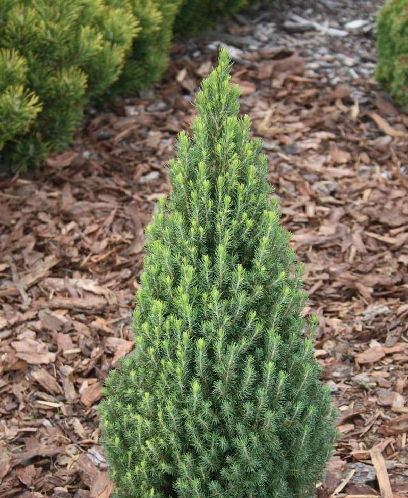 Picea glauca conica фото