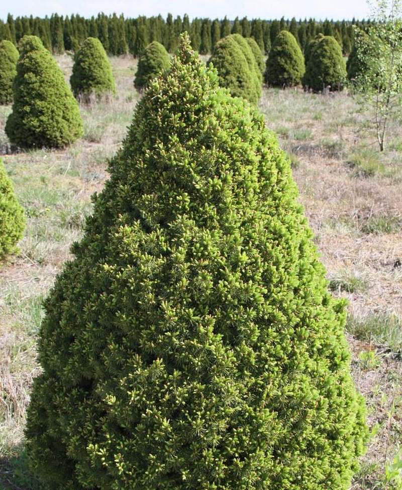 Picea glauca conica фото