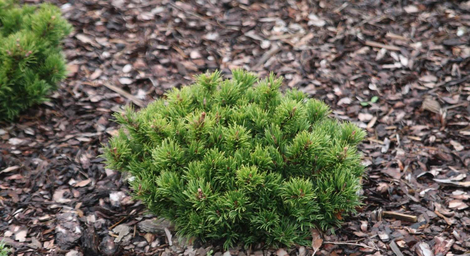 Pinus mugo 'Edsal Wood'