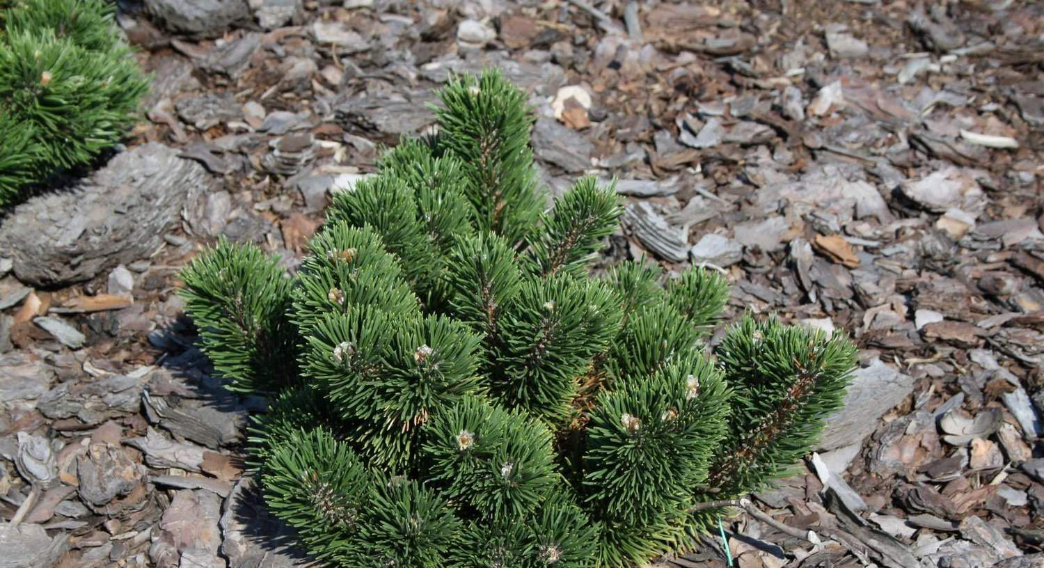 Pinus Муго Якобсен
