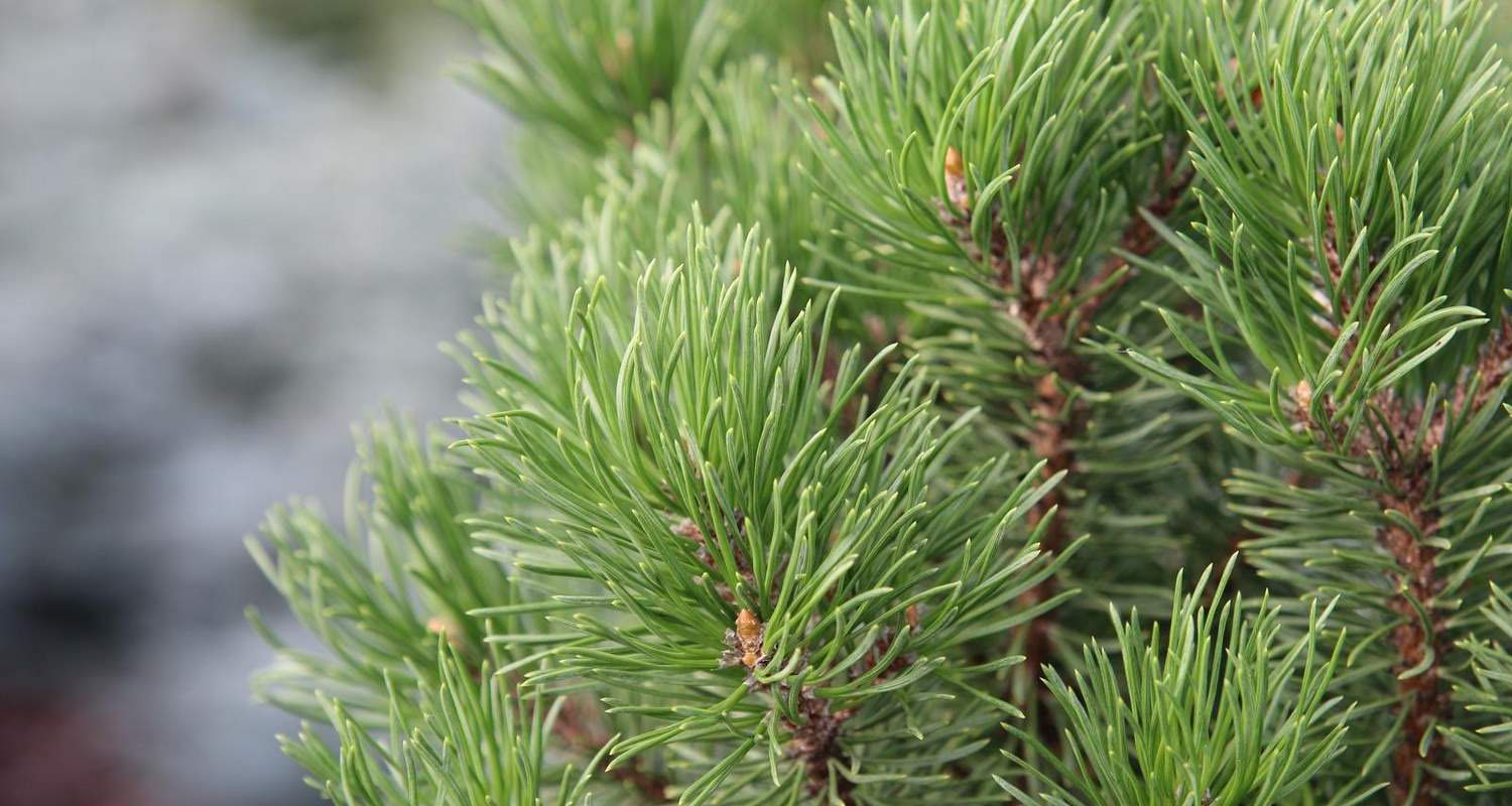 Питомник тайга каталог. Pinus mugo Nana Balcanica Aurea.