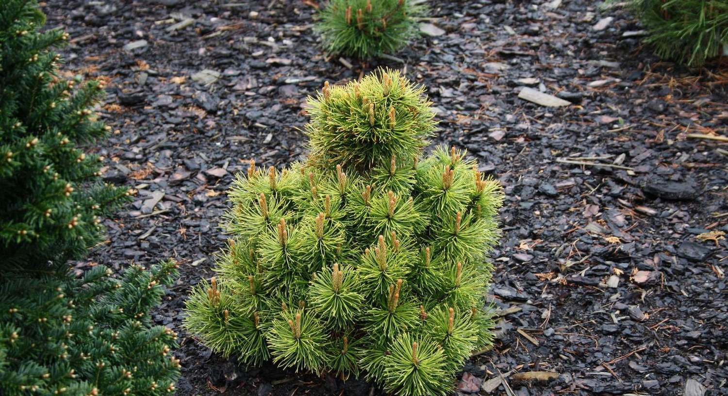 Pinus mugo Albospicata Domschke