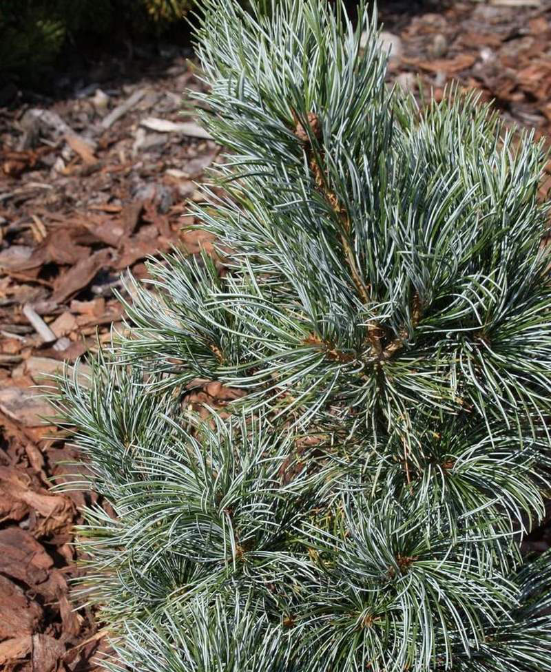 Pinus parviflora