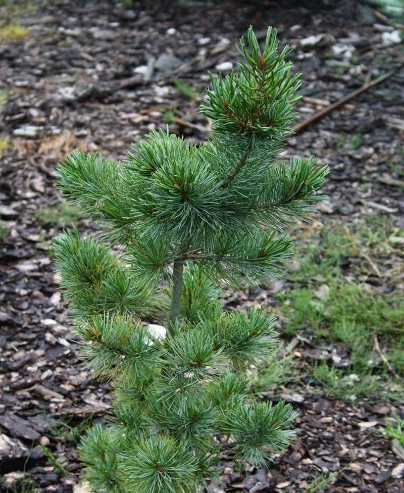 Pinus parviflora